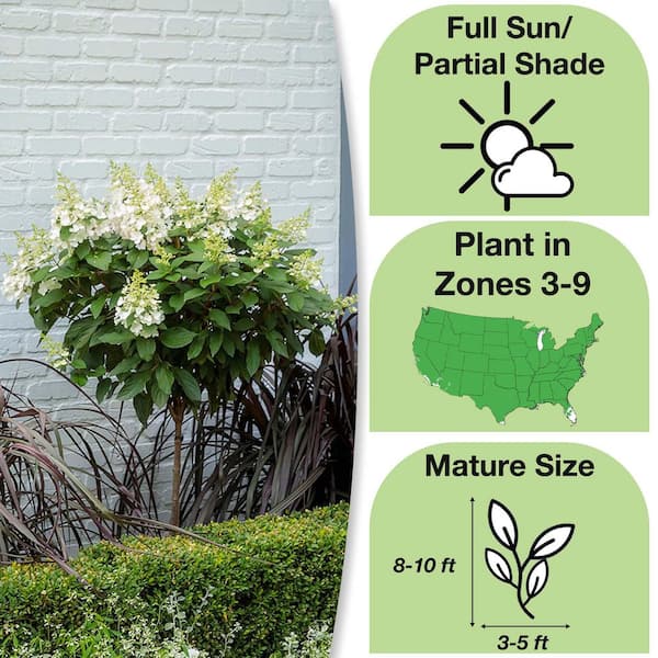 Full Sun - Hydrangeas - The Home Depot