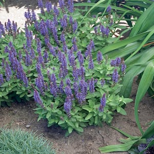 2.5 Qt. Sallyrosa April Night Violet Salvia Sage Plant