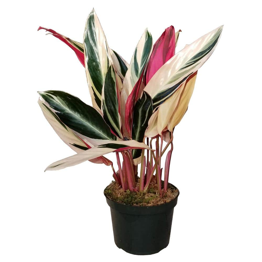 Triostar Stromanthe Plant In 6 In Grower Pot Tristr006 The Home Depot