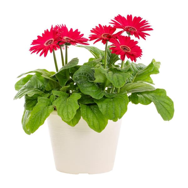 METROLINA GREENHOUSES 1 Gal. Gerbera Daisy Red in Decorative Planter Annual Plant (1-Pack)