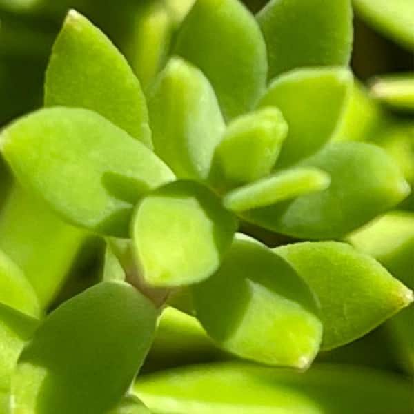 Cesicia 4 in. D x 3.5 in. H Non-Fragrant Gold Moss Stonecrop with Yellow Flowers(1-Pack)