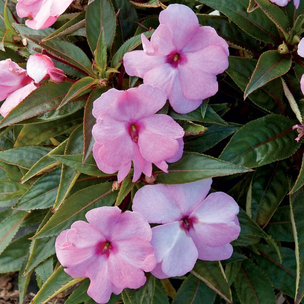 SunPatiens 1.25-Pint Lavender SunPatiens Impatiens Plant 88898