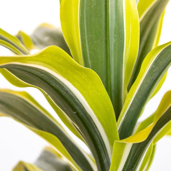 citronella plant indoor Citronella Mosquito Plant for Sale