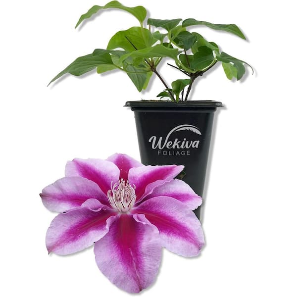 Wekiva Foliage Clematis Kilian Donahue-Live Starter Plant in a 2 Inch Growers Pot-Starter Plants Ready for The Garden