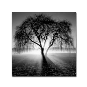 Lightning Tree I by Moises Levy Floater Frame Nature Wall Art 24 in. x 24 in.