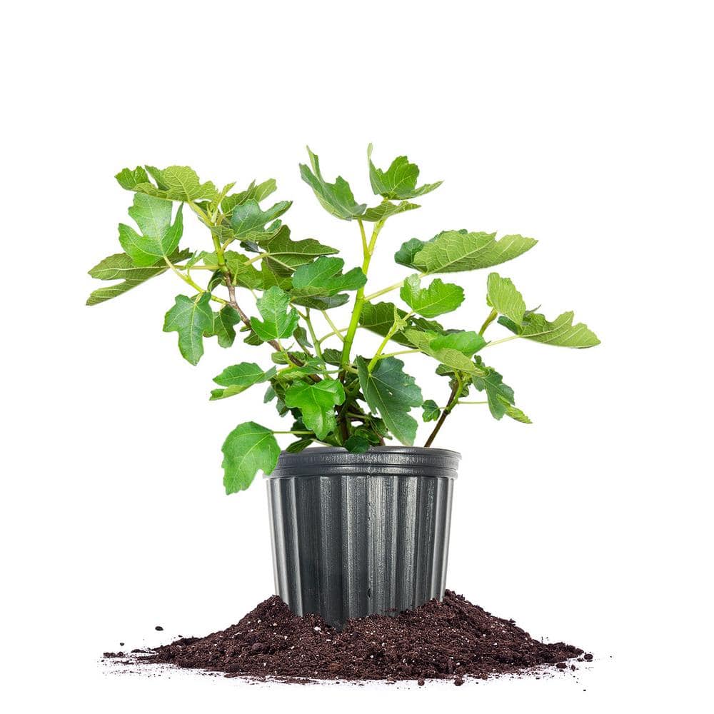 Brown Turkey Fig Shrub in 1 Gal. Growers Pot