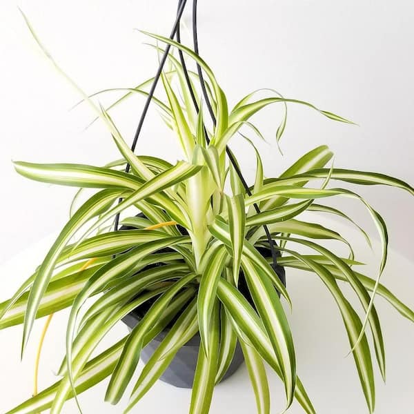 Spider Plant  Chlorophytum comosum 'Irish' – Almanac Planting Co