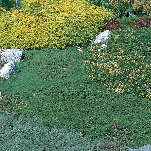 BELL NURSERY 1.02-Pint Thyme Plant