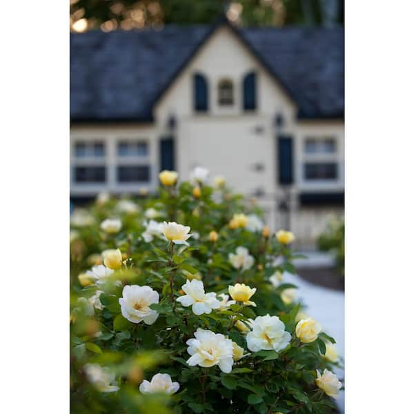 3 Gal. Sunny Knock Out Rose Bush with Yellow Flowers