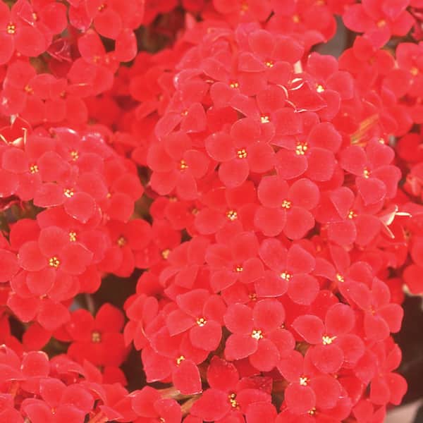 Vigoro 1.5 PT Kalanchoe 'Jackie' Red Annual Plant