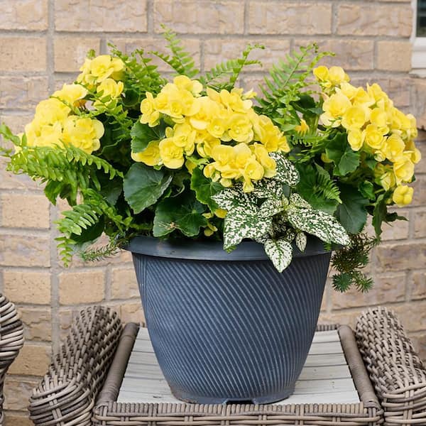 Bella Vita 13 in. Begonia Patio Container Lemon Sorbet Easy-Care