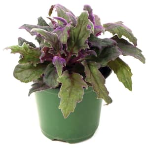 4 in. Gynura Purple Passion Plant in Grower Container (1-Piece)