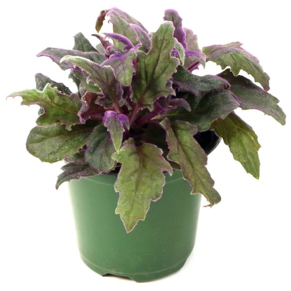 national PLANT NETWORK 4 in. Gynura Purple Passion Plant in Grower Container (1-Piece)