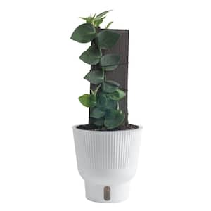 Trending Tropicals Shingle Rhaphidophroa Hayi Indoor Plant in 6 in. White Pot, Avg. Shipping Height 1-2 ft. Tall