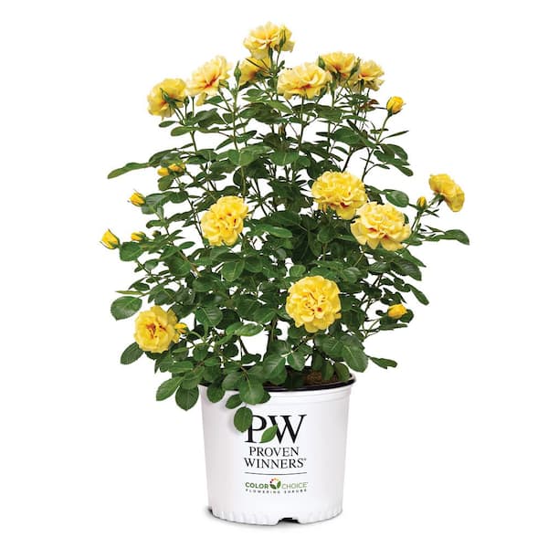 PROVEN WINNERS 2 Gal. Rise Up Ringo Climbing Rose Plant with Yellow Blooms