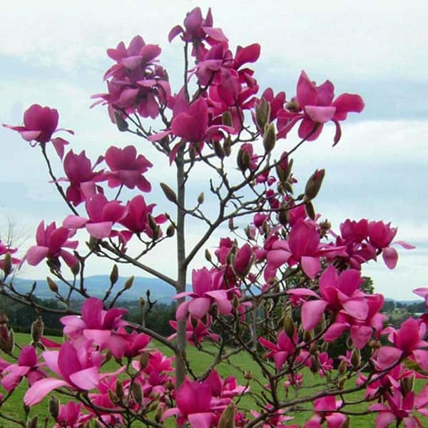 【非売品】DSME BW MAGNOLIA 1/800スケール 1 gal. Vulcan Deciduous Japanese Magnolia Tree with Purple Flowers