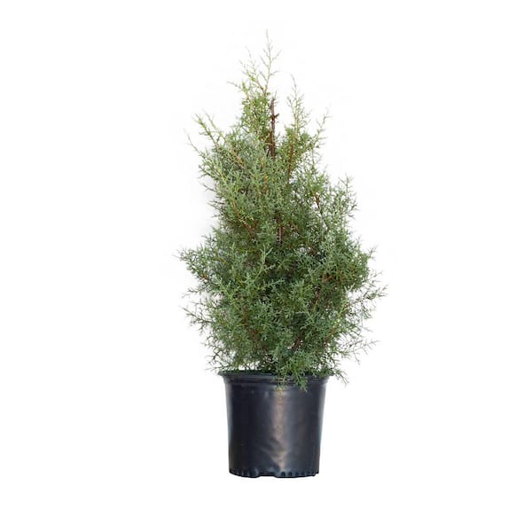 7 Gal. Carolina Sapphire Cypress, Live Evergreen Shrub, Light Blue-Green Foliage
