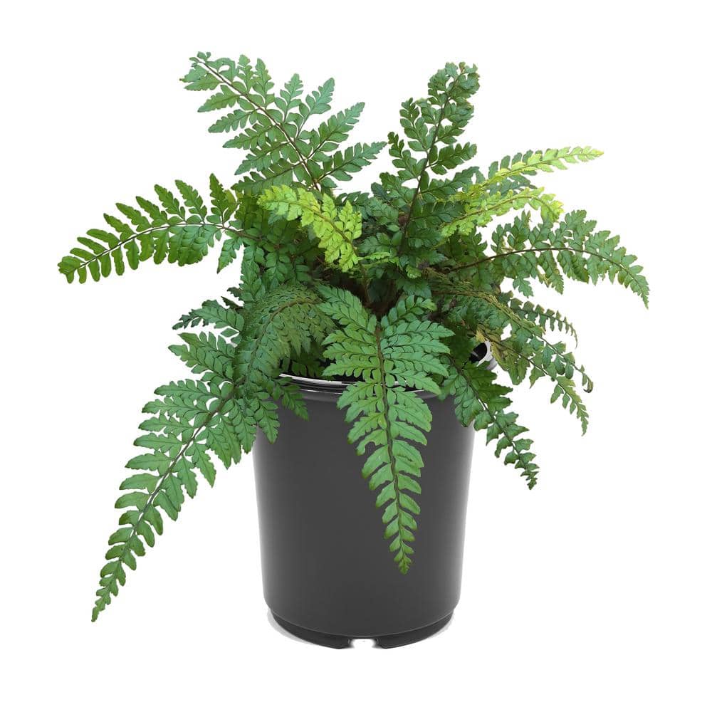 2.5 qt. Perennial Fern Polystichum m. Makinos Holly (1-Pack)