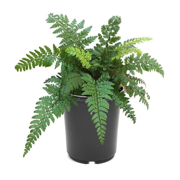 Unbranded 2.5 qt. Perennial Fern Polystichum m. Makino's Holly (1-Pack)