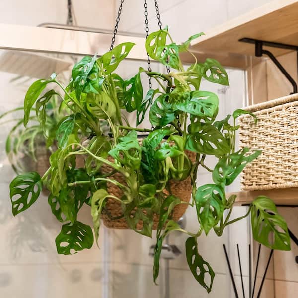 national PLANT NETWORK 6 in. SpaceScape Tropical Split Leaf Plant