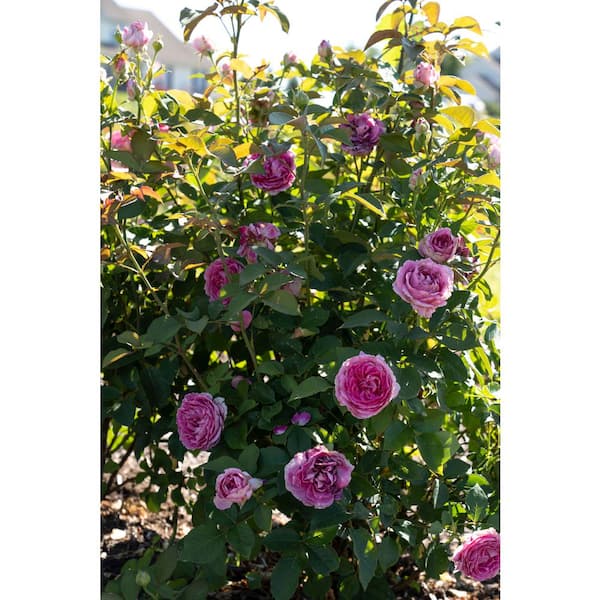 national PLANT NETWORK Bare Root Rose Scentables Raspberry Cupcake