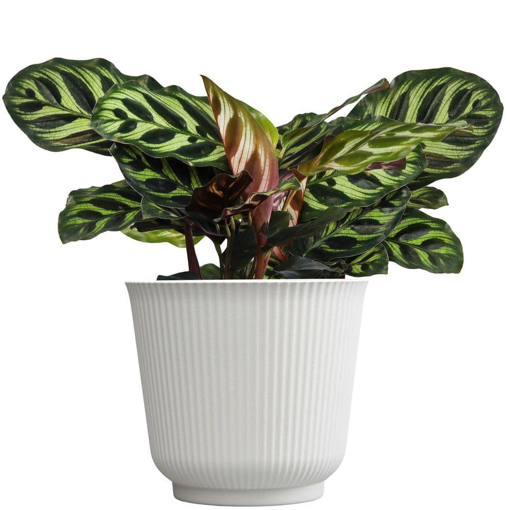 dracena cura Dracaena deremensis 'Costaricana' – Interior Foliage Design main image 1