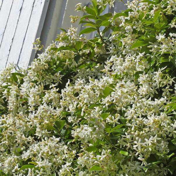national PLANT NETWORK 2.5 in. Star Jasmine Plant with White