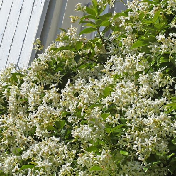 jasmine☆Uco national PLANT NETWORK 2.5 in. Star Jasmine Plant with White