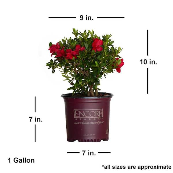 ENCORE AZALEA - 1 Gal. Autumn Bonfire Reblooming Azalea Shrub with Red Flowers