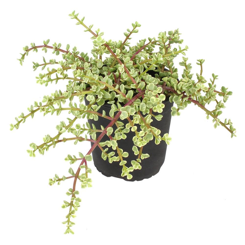 Large Variegated Elephant Bush Succulent in Black Pot