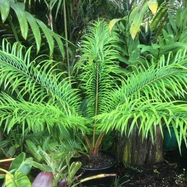 Multipinnate Sago Palm-Live Plant in a 3 Gal. Growers Pot-Cycas Debaoensis-Rare Ornamental Palms of Florida