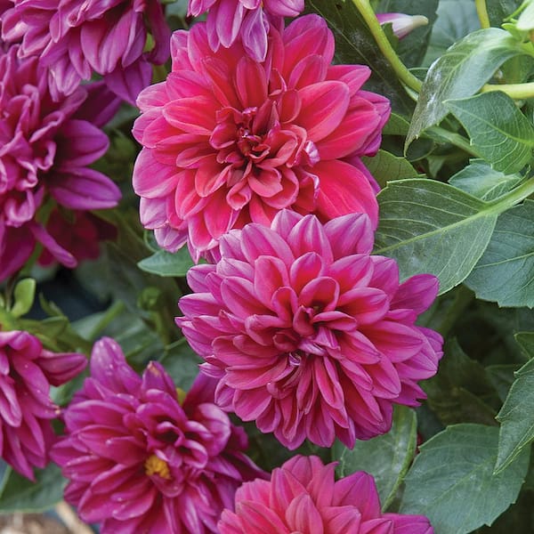 Unbranded 1 Gal. Double Flower Assorted Colors Dahlia Plant