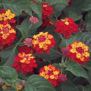 2.5 Qt. #1 Yellow and Red Lantana Plant