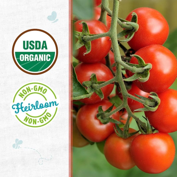 Back to the Roots Organic Red Cherry Tomato Seed (1-Pack