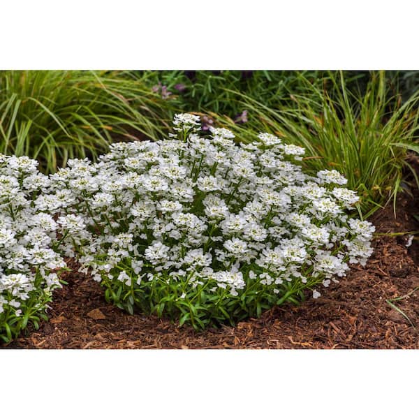 Perennial Iberis White Plant 1.0 Qt. (4-Pack) 1038 - The Home Depot