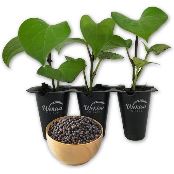 Wekiva Foliage Black Pepper Plant-3 Live Starter Vines in 2 in. Growers Pots-Piper Nigrum-Grow Your Own Spices in The Garden