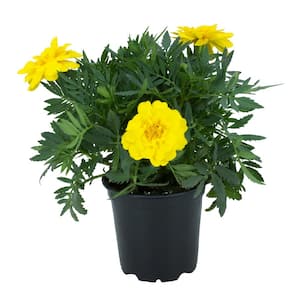 2 QT. Yellow French Marigold Flowers Garden Annual Outdoor Plant in Grower Pot