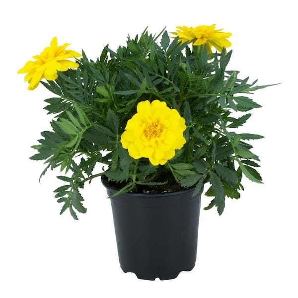 ALTMAN PLANTS 2 QT. Yellow French Marigold Flowers Garden Annual ...