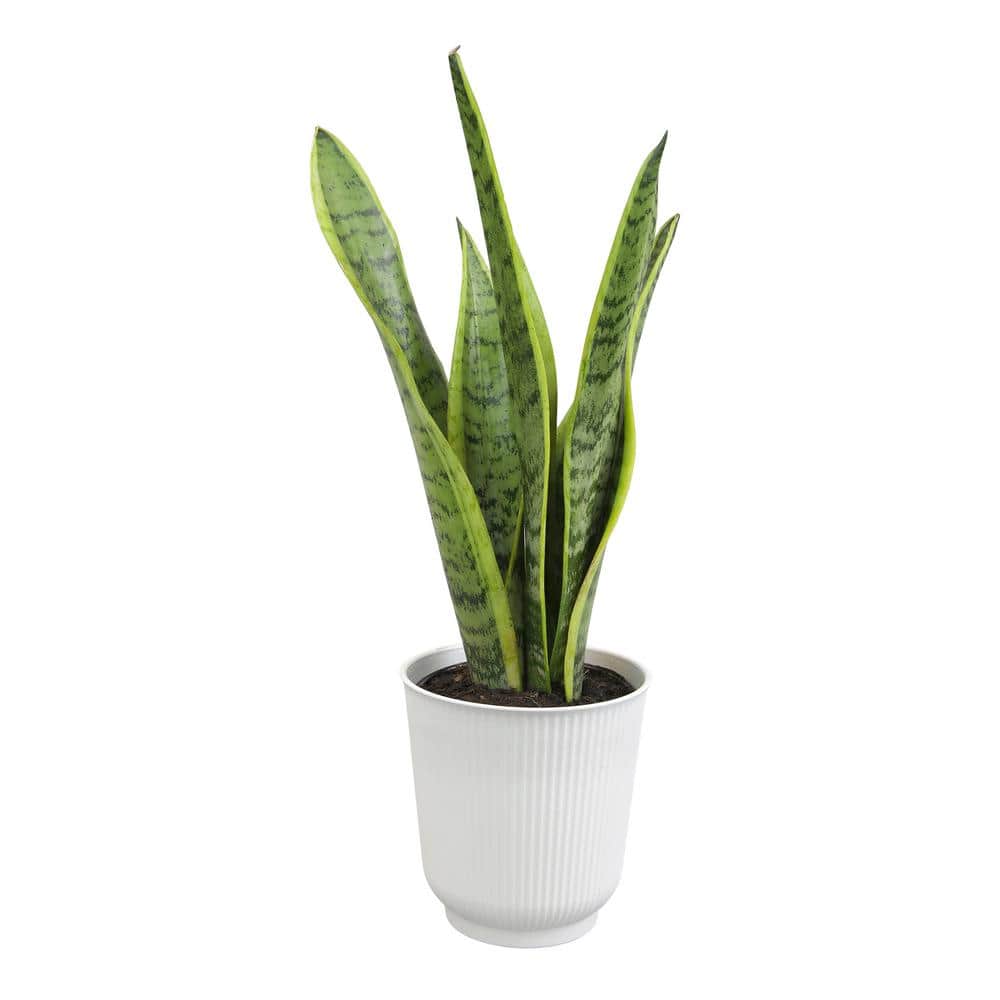 Large Green Snake Plant in White Planter