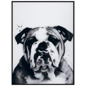 "Bulldog" Black and White Pet Paintings on Printed Glass Encased with a Gunmetal Anodized Frame