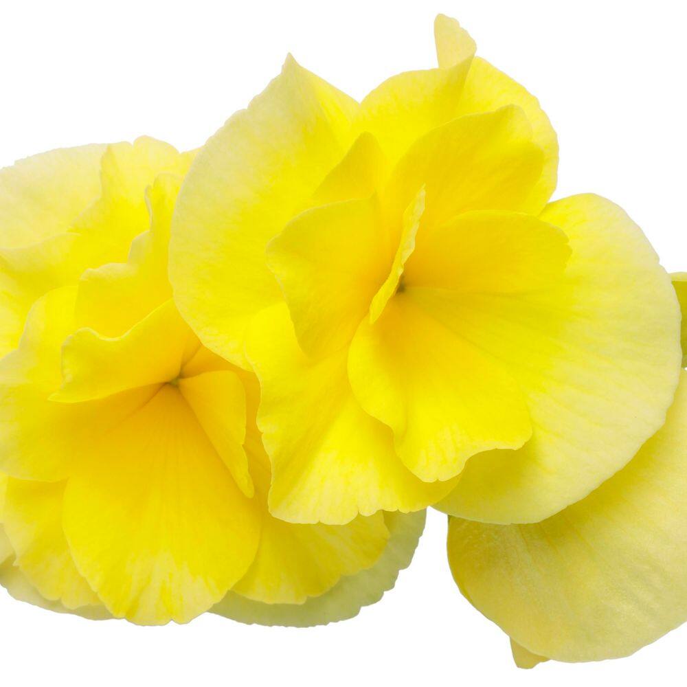 4-Pack Yellow Solenia Rieger Begonia in Eco+ Grande Pots