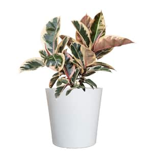 Live Ficus elastica Tineke Rubber Plant in 10 in. White Décor Pot