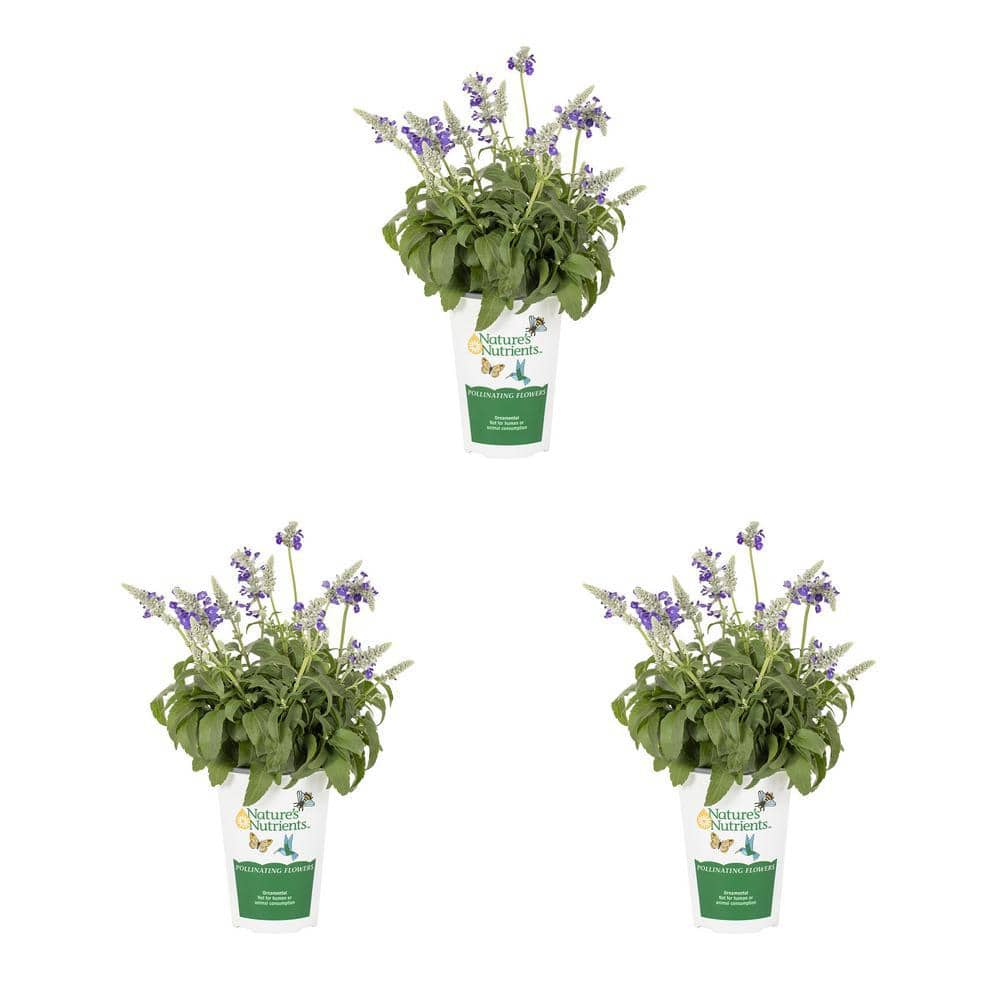 Vigoro 2 Qt. Salvia Cathedral Blue And White Bicolor Annual Plant (3 