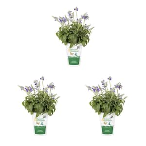 2 qt. Salvia Cathedral Blue and White Bicolor Annual Plant (3-Pack)