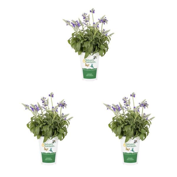 Vigoro 2 qt. Salvia Cathedral Blue and White Bicolor Annual Plant (3-Pack)