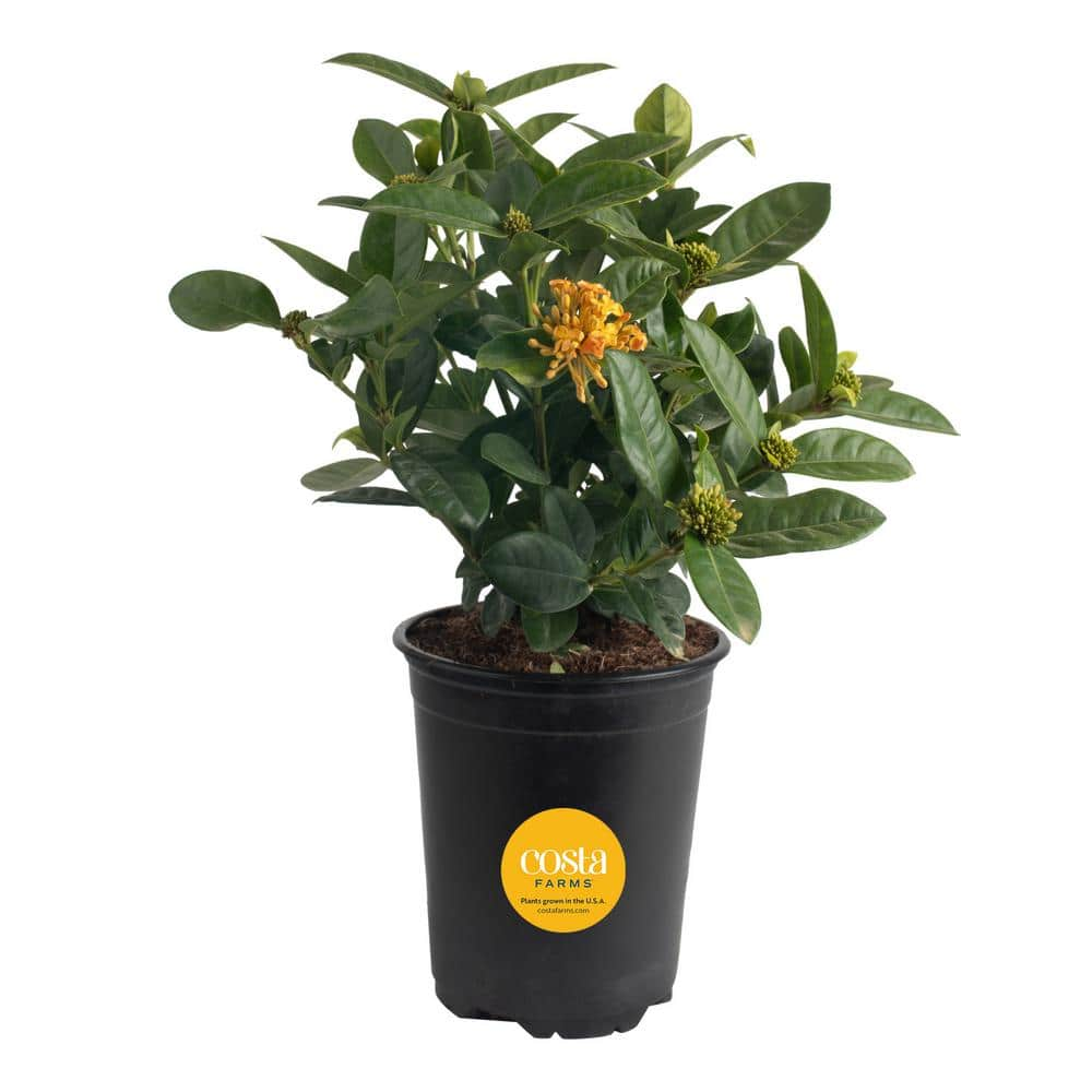 Costa Farms Grower's Choice Outdoor Ixora Maui Plant in 2.5 qt. Grower ...