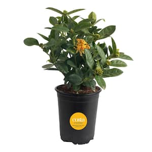 Grower's Choice Outdoor Ixora Maui Plant in 2.5 qt. Grower Pot, Avg. Shipping Height 18 in. to 24 in.