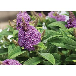 2 Gal. Dapper Lavender Buddleia With Light Purple Panicle Bloom Clusters, Live Shrub, Reblooms