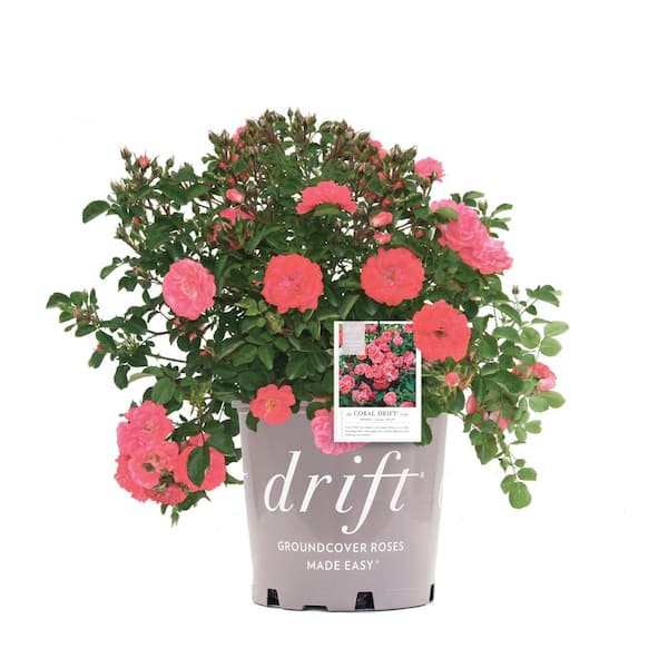 Drift 2 Gal. Coral Drift Rose Bush with Coral-Orange Flowers