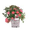 Drift 3 Gal. Coral Drift Rose Bush with Coral-Orange Flowers (2-Pack ...
